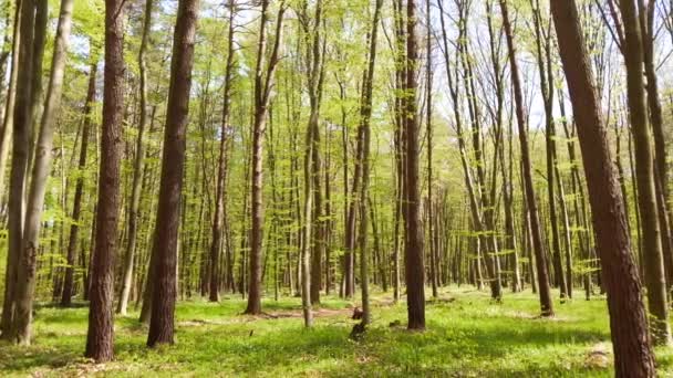 Floresta Primavera Folhas Jovens Grama — Vídeo de Stock
