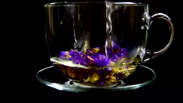 Τσάι Από Άνθη Μυοσίτιδας — Αρχείο Βίντεο