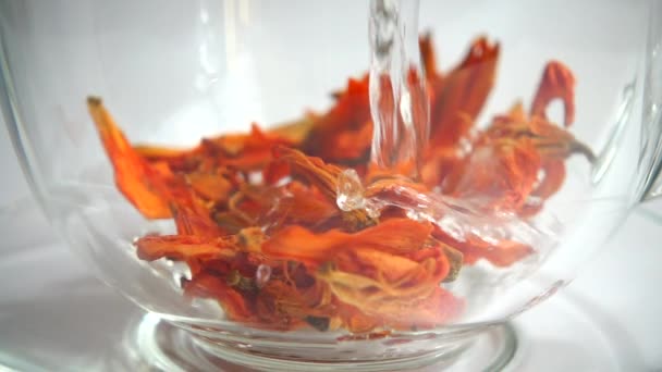 Flower Tea Lily Petals — Stock Video