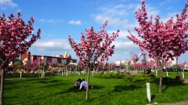 Çiçekli Sakura ağaçlarında pembe çiçekler. Kiraz çiçeği..