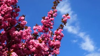 Çiçekli Sakura ağaçlarında pembe çiçekler. Kiraz çiçeği..