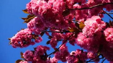 Çiçekli Sakura ağaçlarında pembe çiçekler. Kiraz çiçeği..