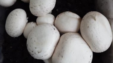 Şampiyonluk miselyumu. Hasat..