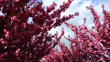 Çiçekli Sakura ağaçlarında pembe çiçekler. Kiraz çiçeği..