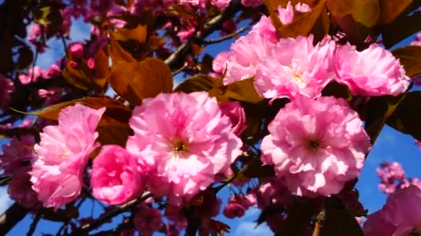 Rosa Blommor Träden Blommande Sakura Körsbärsblomma — Stockvideo