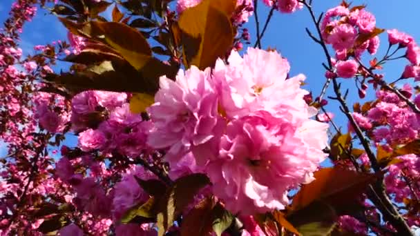 Ροζ Λουλούδια Στα Δέντρα Της Ανθισμένης Sakura Άνθη Κερασιάς — Αρχείο Βίντεο