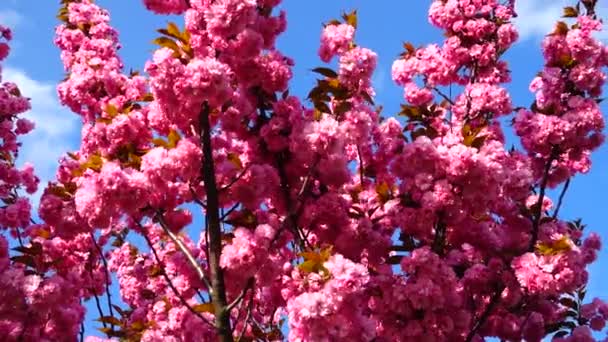 Flores Cor Rosa Nas Árvores Flor Sakura Flor Cerejeira — Vídeo de Stock