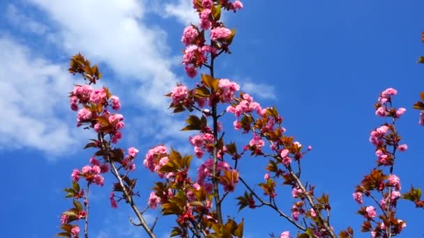 Flores Rosadas Los Árboles Sakura Floreciente Flor Cerezo — Vídeos de Stock