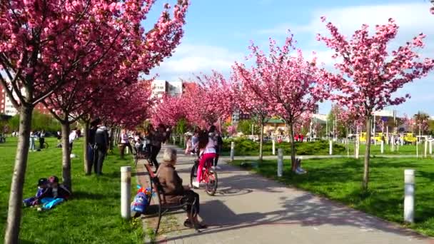 Lviv Ukraine Maj 2021 Pink Blomster Træerne Blomstrende Sakura Kirsebærblomst – Stock-video