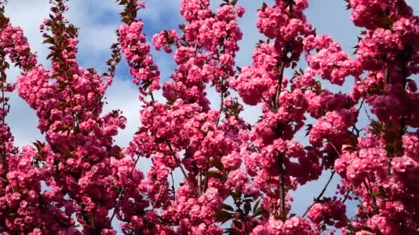 Fleurs Roses Sur Les Arbres Sakura Fleurs Fleur Cerisier — Video