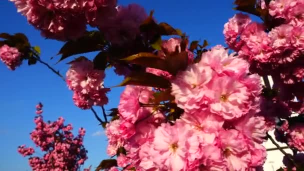 Flores Cor Rosa Nas Árvores Flor Sakura Flor Cerejeira — Vídeo de Stock