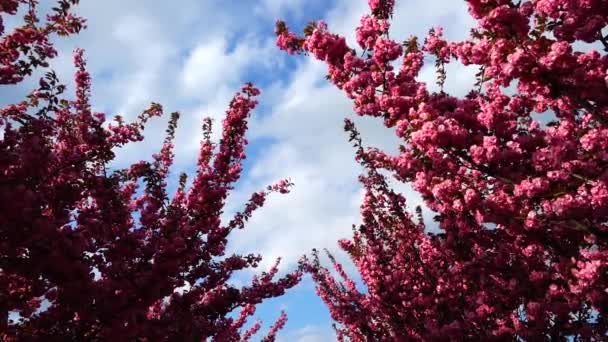 Rosa Blommor Träden Blommande Sakura Körsbärsblomma — Stockvideo