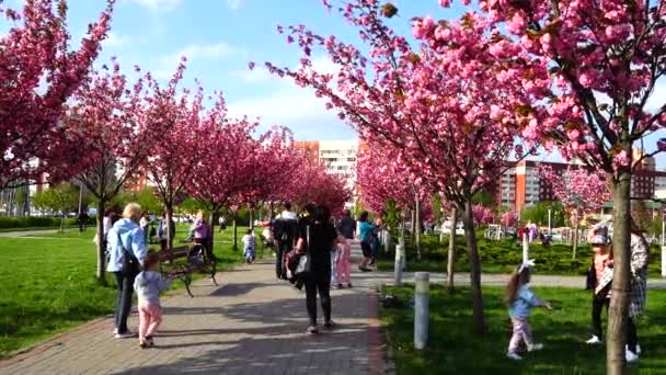 Lviv Ucrania Mayo 2021 Flores Rosadas Los Árboles Sakura Floreciente — Vídeo de stock