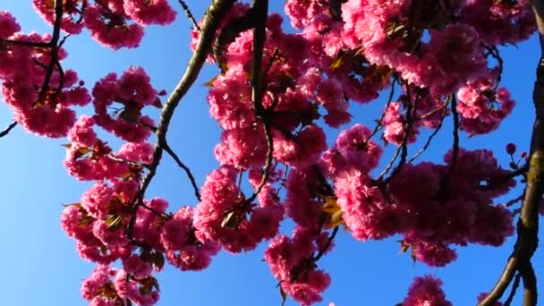 Flores Cor Rosa Nas Árvores Flor Sakura Flor Cerejeira — Vídeo de Stock