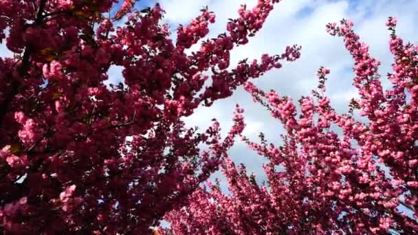 Розовые Цветы Деревьях Цветущей Сакуры Цветение Сакуры — стоковое видео
