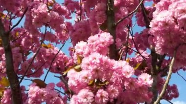 Çiçekli Sakura ağaçlarında pembe çiçekler. Kiraz çiçeği..