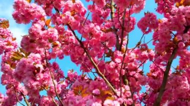 Çiçekli Sakura ağaçlarında pembe çiçekler. Kiraz çiçeği..