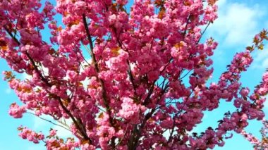 Çiçekli Sakura ağaçlarında pembe çiçekler. Kiraz çiçeği..