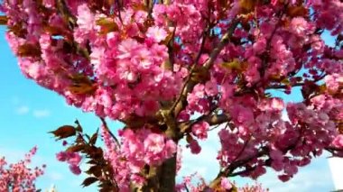 Çiçekli Sakura ağaçlarında pembe çiçekler. Kiraz çiçeği..