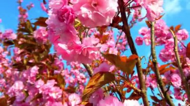 Çiçekli Sakura ağaçlarında pembe çiçekler. Kiraz çiçeği..