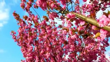 Çiçekli Sakura ağaçlarında pembe çiçekler. Kiraz çiçeği..