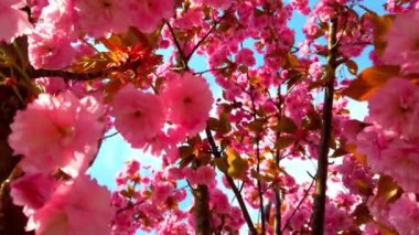 Çiçekli Sakura ağaçlarında pembe çiçekler. Kiraz çiçeği..