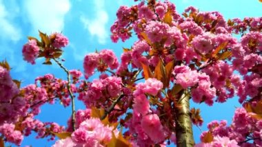 Çiçekli Sakura ağaçlarında pembe çiçekler. Kiraz çiçeği..
