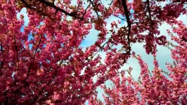 Çiçekli Sakura ağaçlarında pembe çiçekler. Kiraz çiçeği..