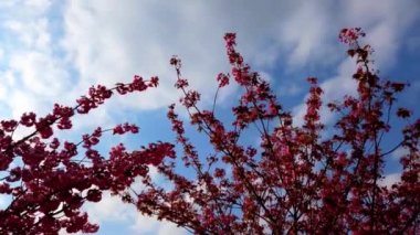 Çiçekli Sakura ağaçlarında pembe çiçekler. Kiraz çiçeği..