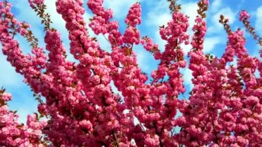 Çiçekli Sakura ağaçlarında pembe çiçekler. Kiraz çiçeği..