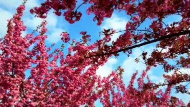 Çiçekli Sakura ağaçlarında pembe çiçekler. Kiraz çiçeği..