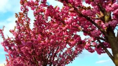 Çiçekli Sakura ağaçlarında pembe çiçekler. Kiraz çiçeği..