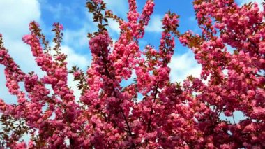 Çiçekli Sakura ağaçlarında pembe çiçekler. Kiraz çiçeği..