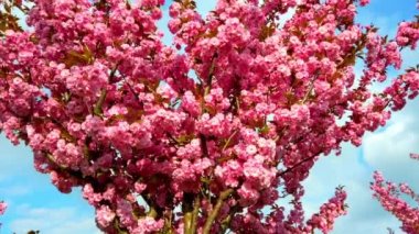 Çiçekli Sakura ağaçlarında pembe çiçekler. Kiraz çiçeği..
