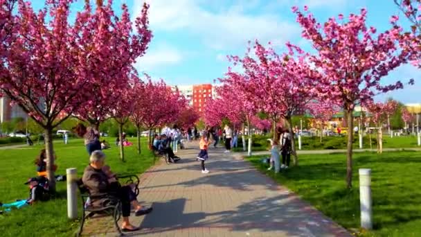 Lviv Ukraine 2021 Rosa Blomster Trærne Blomstrende Sakura Kirsebærblomst – stockvideo