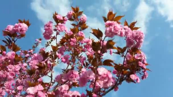 Rosafarbene Blüten Auf Den Bäumen Der Blühenden Sakura Kirschblüte — Stockvideo