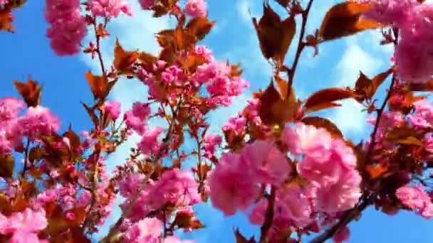 Flores Cor Rosa Nas Árvores Flor Sakura Flor Cerejeira — Vídeo de Stock