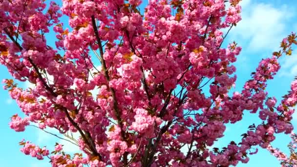 Flores Cor Rosa Nas Árvores Flor Sakura Flor Cerejeira — Vídeo de Stock