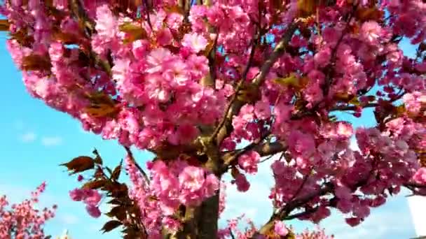 Розовые Цветы Деревьях Цветущей Сакуры Цветение Сакуры — стоковое видео
