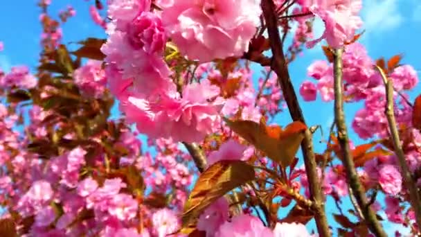 Flores Rosadas Los Árboles Sakura Floreciente Flor Cerezo — Vídeos de Stock