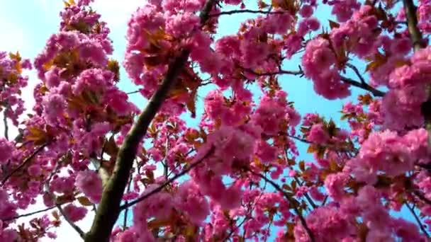 Flores Rosadas Los Árboles Sakura Floreciente Flor Cerezo — Vídeos de Stock