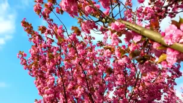 Roze Bloemen Bomen Van Bloeiende Sakura Kersenbloesem — Stockvideo