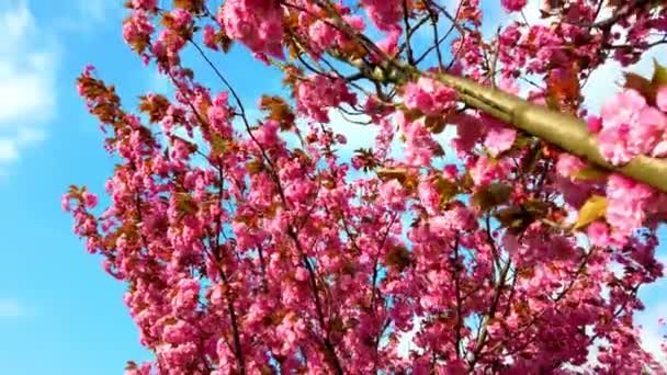 Çiçekli Sakura Ağaçlarında Pembe Çiçekler Kiraz Çiçeği — Stok video