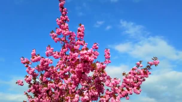 Flores Rosadas Los Árboles Sakura Floreciente Flor Cerezo — Vídeo de stock