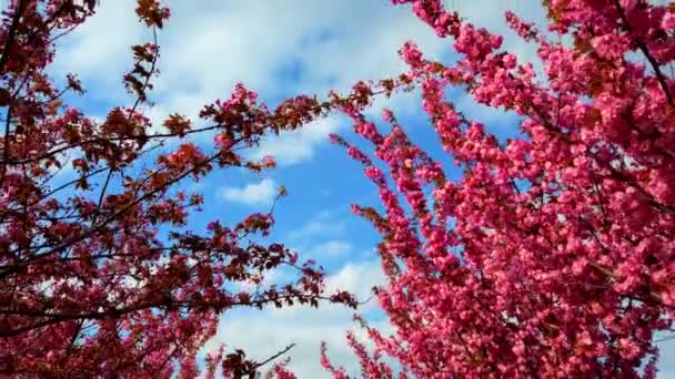 Fiori Rosa Sugli Alberi Sakura Fiore Fiore Ciliegio — Video Stock