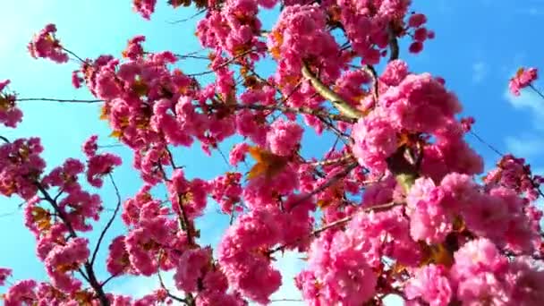 Roze Bloemen Bomen Van Bloeiende Sakura Kersenbloesem — Stockvideo