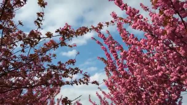 Rosa Blommor Träden Blommande Sakura Körsbärsblomma — Stockvideo