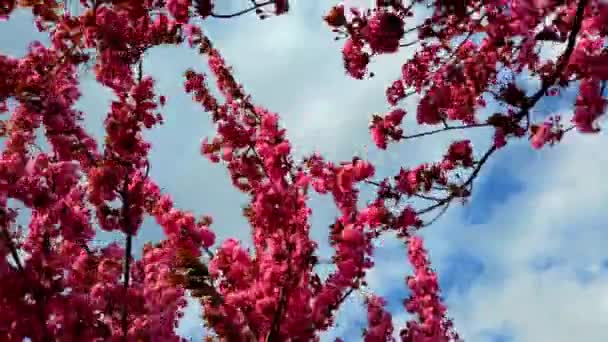 Rosa Blommor Träden Blommande Sakura Körsbärsblomma — Stockvideo