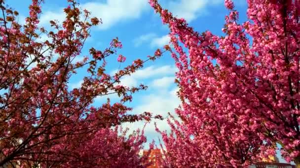 Flores Cor Rosa Nas Árvores Flor Sakura Flor Cerejeira — Vídeo de Stock