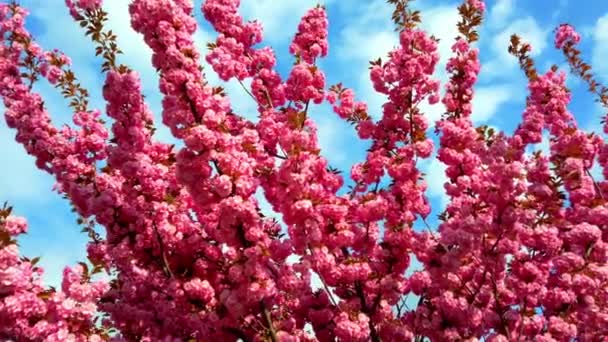 Rosafarbene Blüten Auf Den Bäumen Der Blühenden Sakura Kirschblüte — Stockvideo